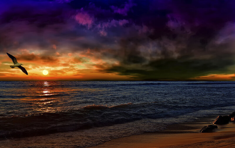 Seagull Flying over Ocean — Purple, Dramatic, Sunset