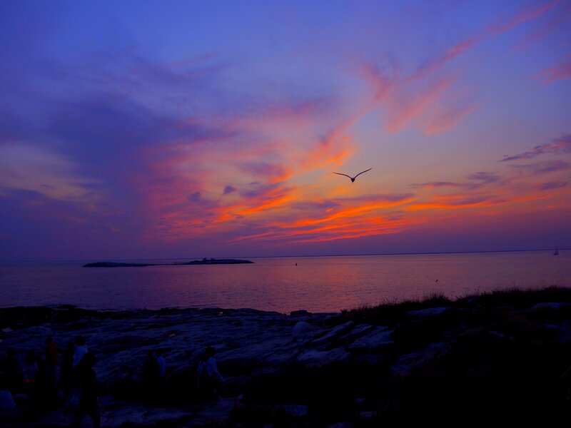 Seagull Flying over Ocean — Purple, Dramatic
