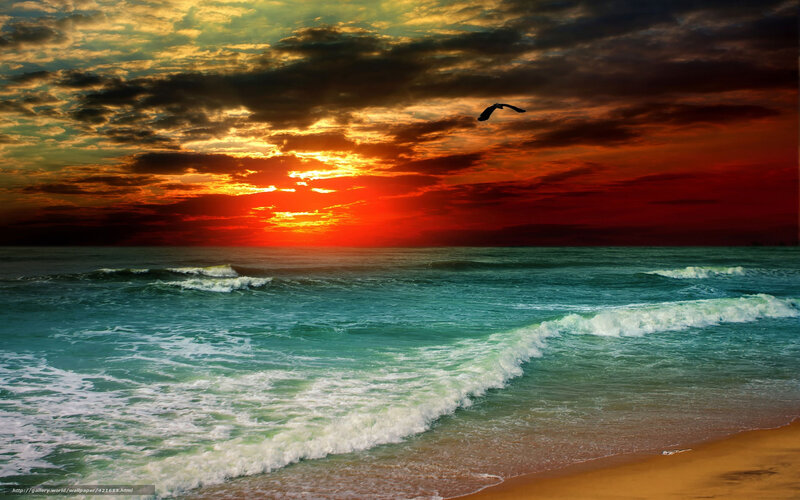 Seagull Flying over Ocean — Red, Dramatic, Sunset, Photograph, Sun, Clouds