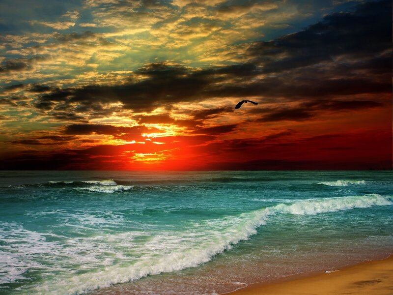 Seagull Flying over Ocean — Red, Dramatic, Sunset, Photograph, Sun, Clouds, Waves