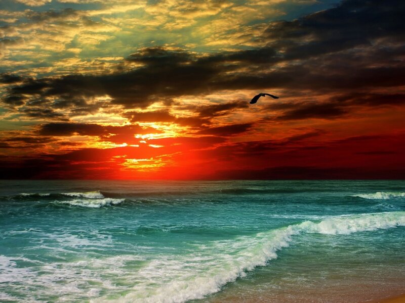 Seagull Flying over Ocean — Red, Dramatic, Sunset, Photograph, Sun