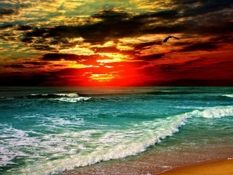 Seagull Flying over Ocean — Red, Dramatic, Sunset, Photograph