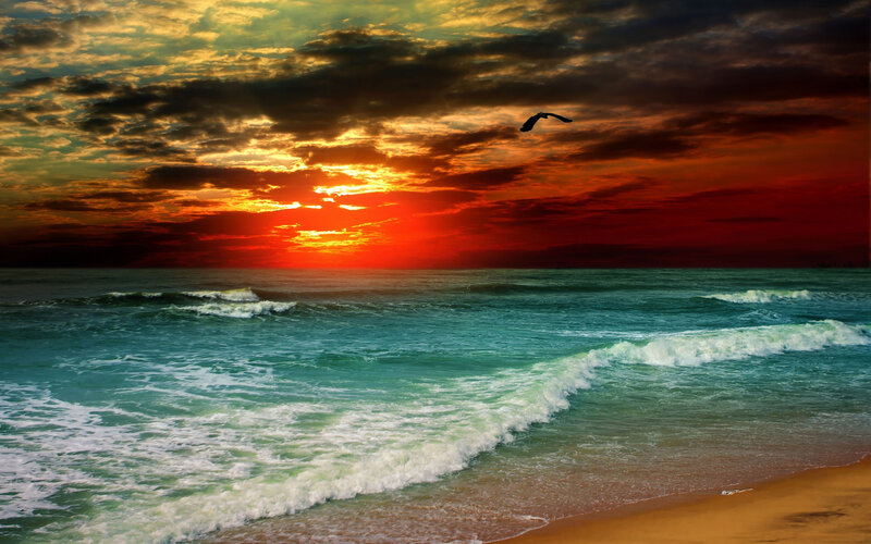 Seagull Flying over Ocean — Red, Dramatic
