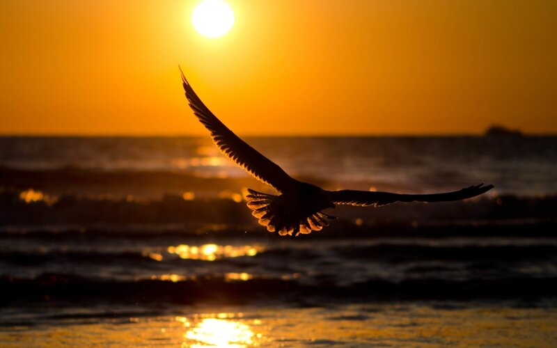 Seagull Flying over Ocean — Sunset
