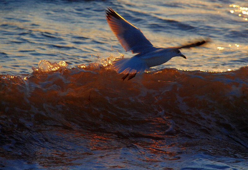 Seagull flying over ocean wave