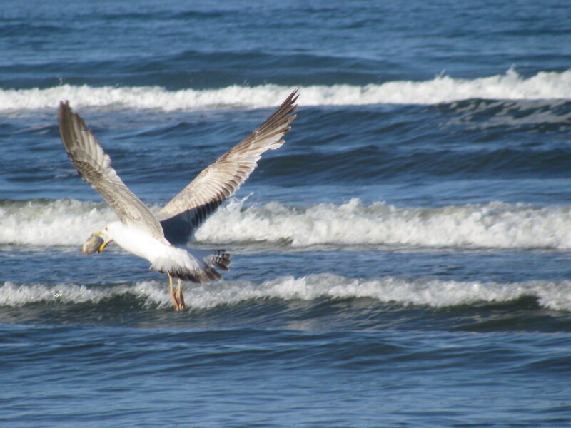 Seagull flying over ocean waves