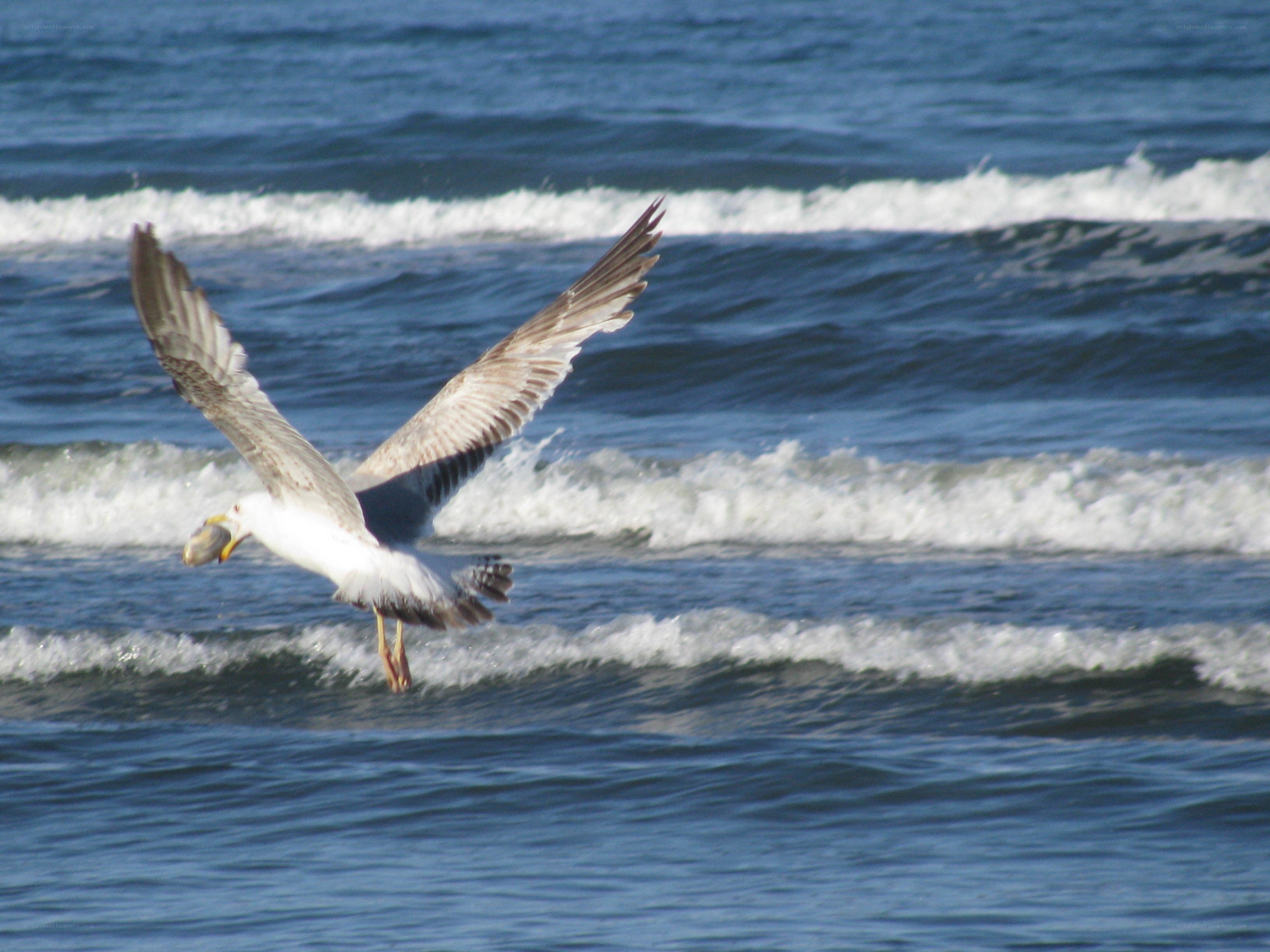 Seagull flying over ocean waves
