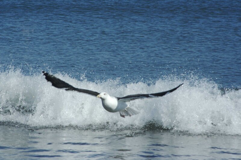 Seagull flying over ocean waves