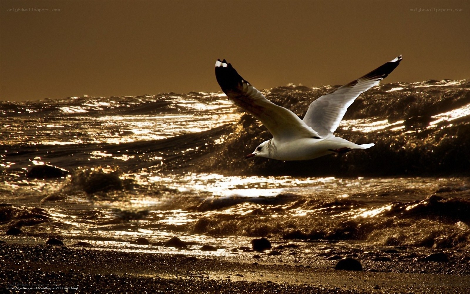 Seagull flying over ocean waves