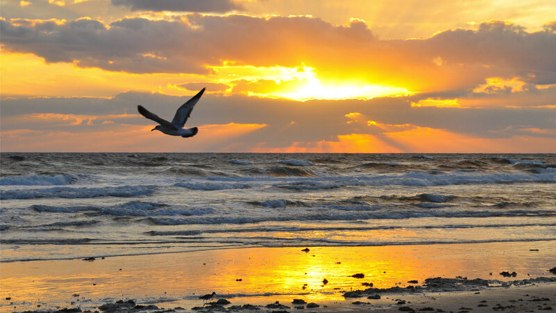 Seagull Flying over Ocean — Yellow, Dramatic, Sunset