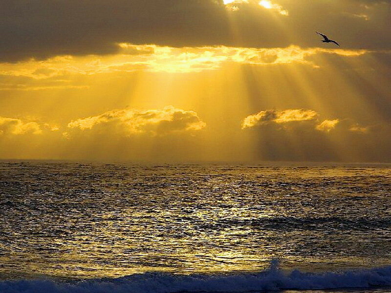 Seagull Flying over Ocean — Yellow, Dramatic