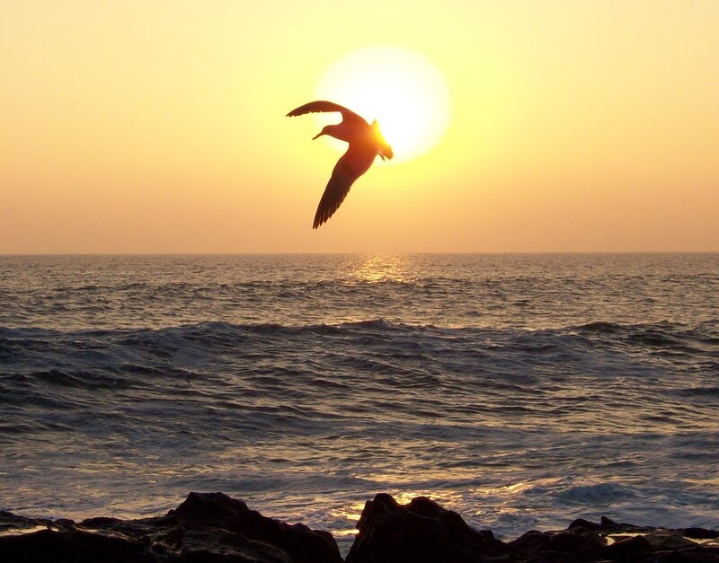 Seagull Flying over Ocean — Yellow