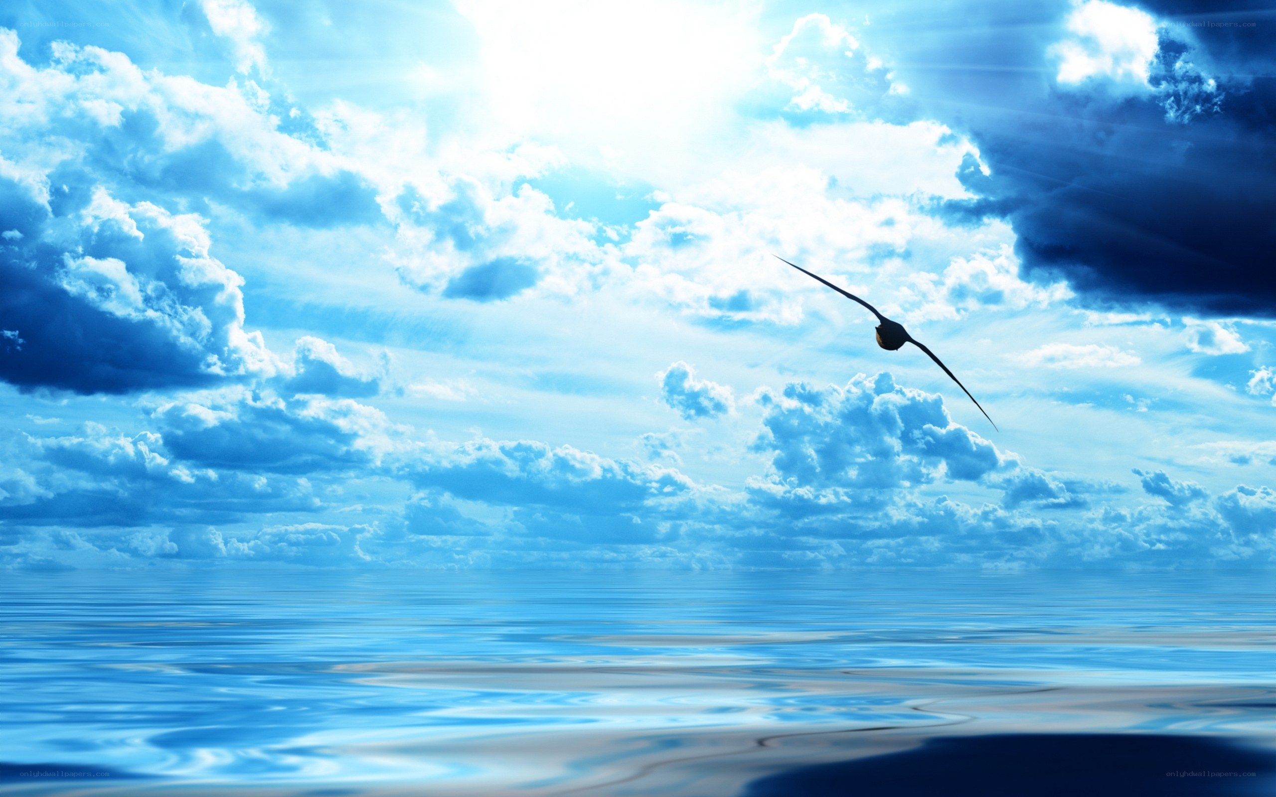 Seagull flying over ocean