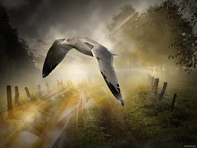Seagull Flying over Path