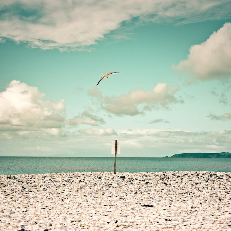 Seagull flying over pebble beach