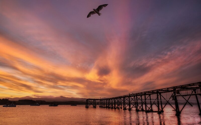 Seagull Flying over Pier — Orange, Dramatic