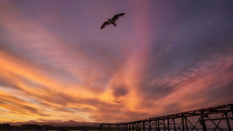 Seagull Flying over Pier — Orange