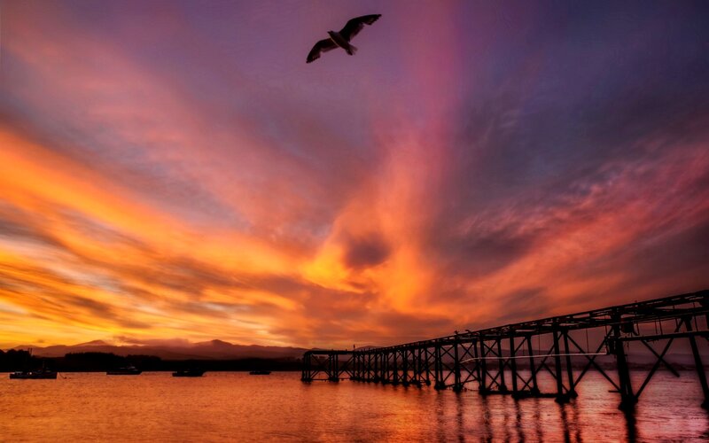 Seagull Flying over Pier