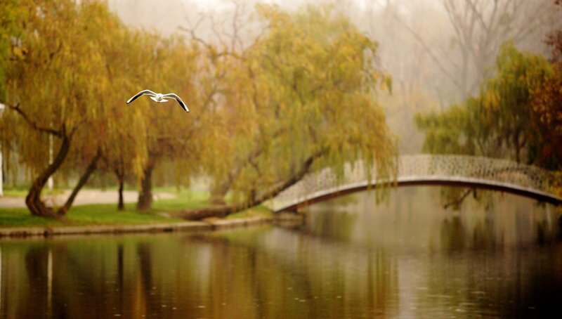Seagull Flying over Pond