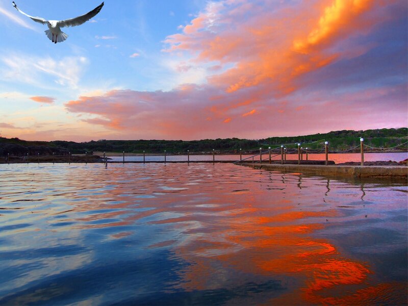 Seagull Flying over Pool