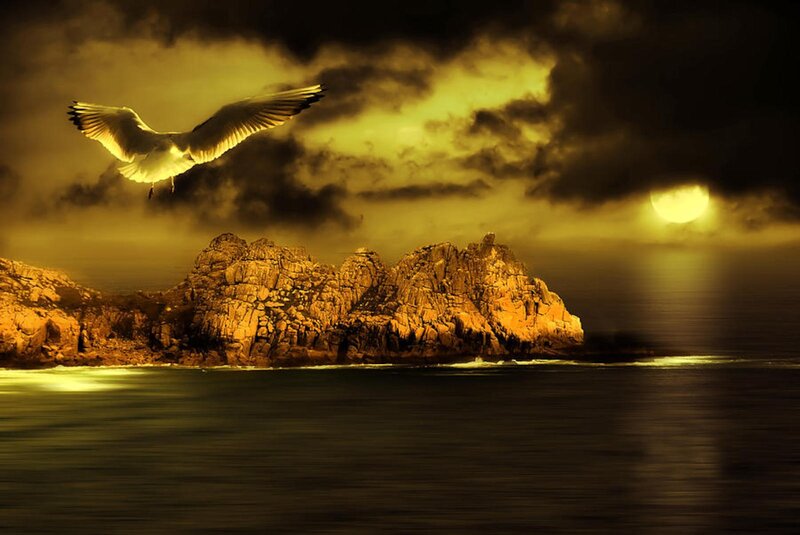 Seagull Flying over Rocks — Yellow, Dramatic
