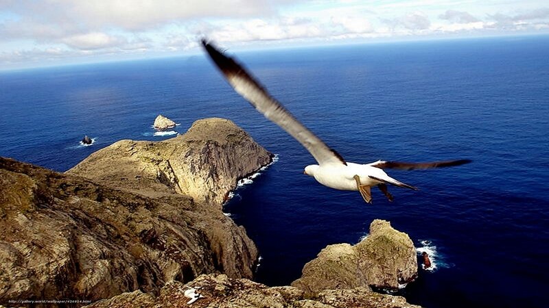 Seagull flying over rocky coast