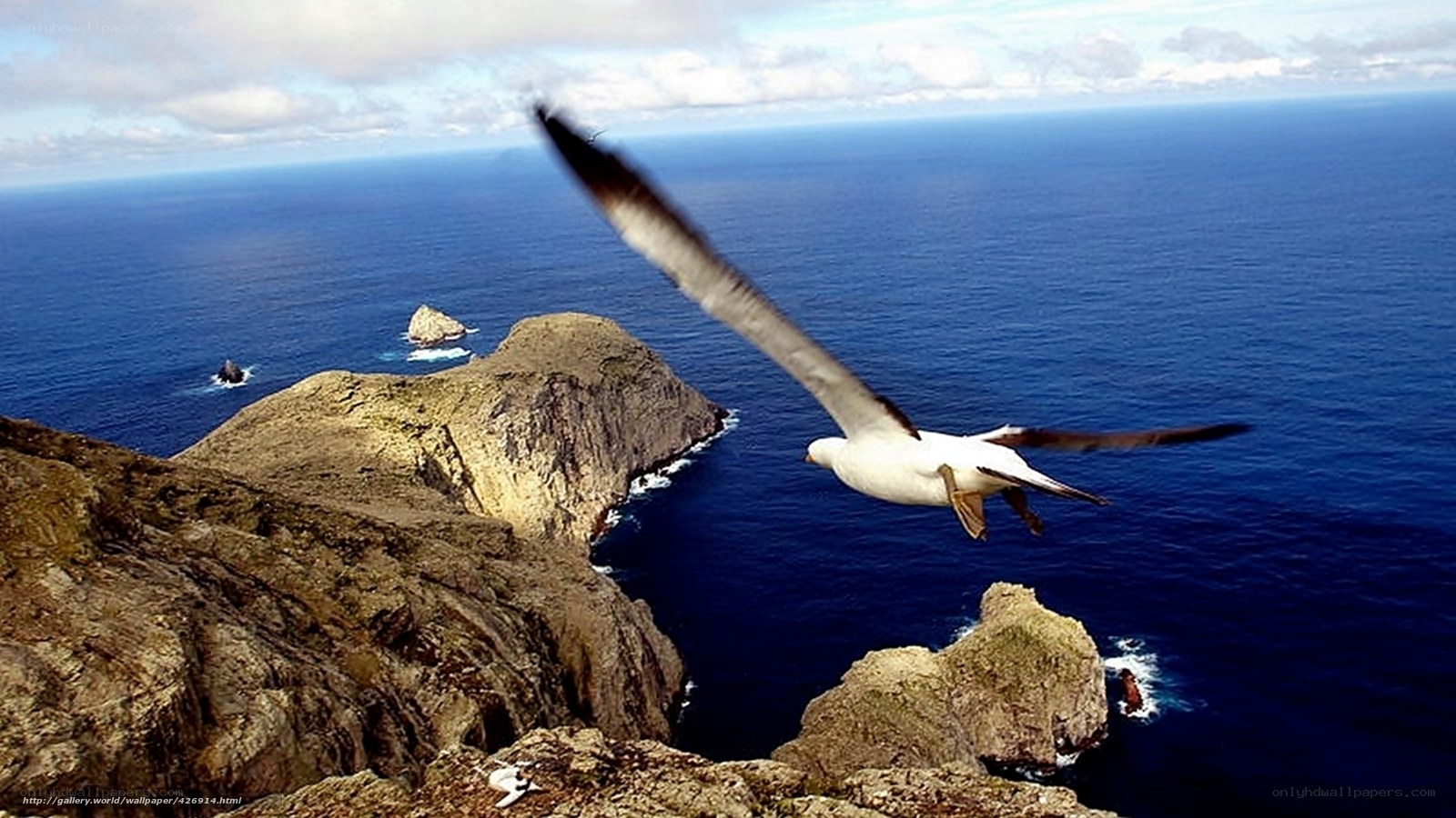 Seagull flying over rocky coast