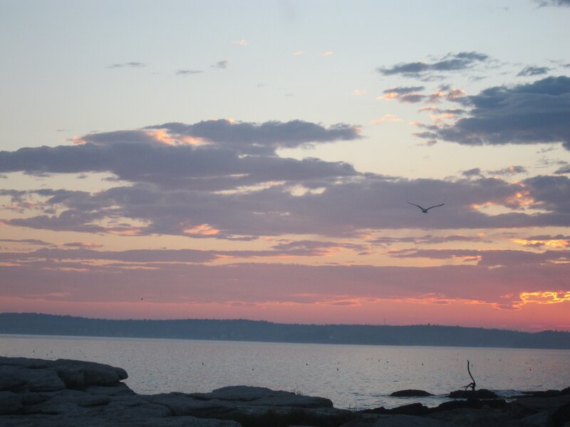 Seagull flying over rocky shore at sunset