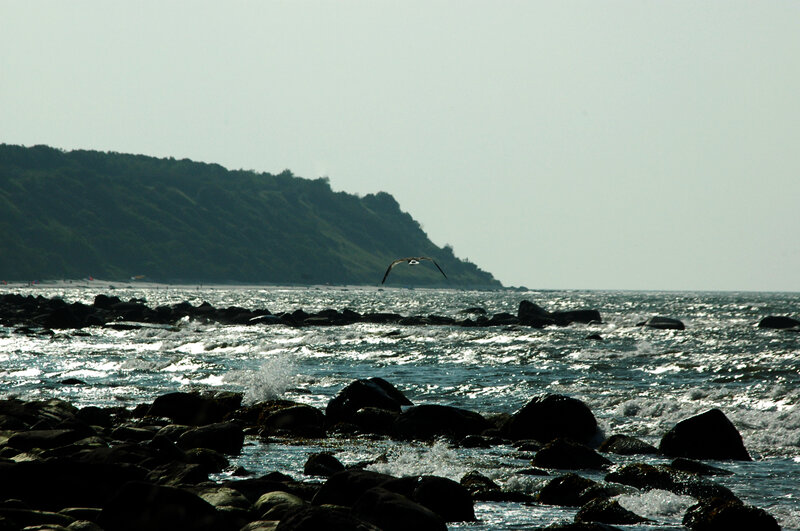 Seagull Flying over Sea — Blue, Calm