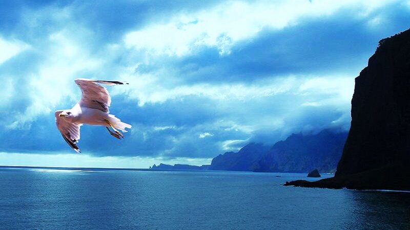 Seagull Flying over Sea — Blue, Dramatic