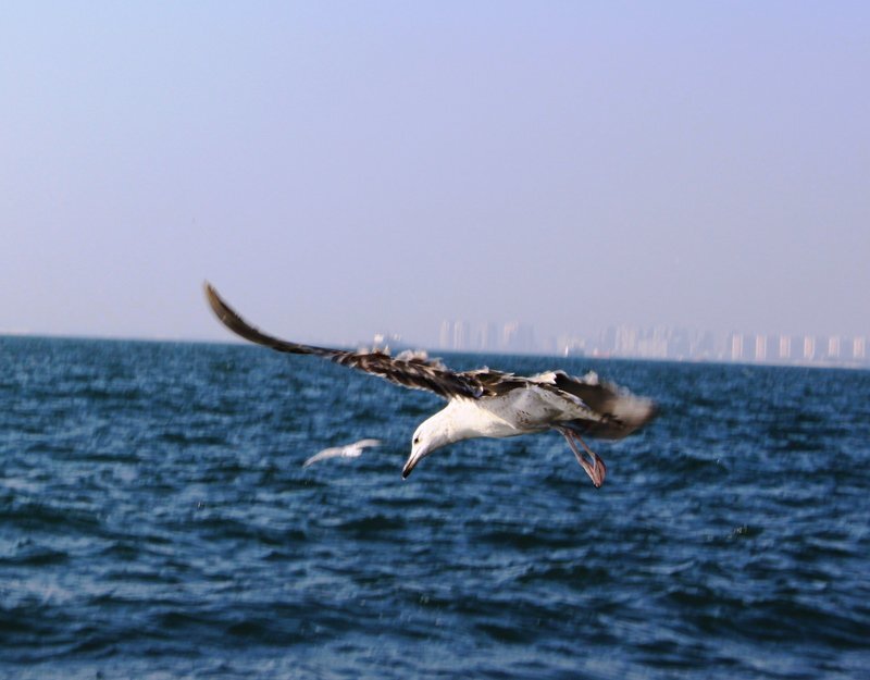 Seagull Flying over Sea — Blue