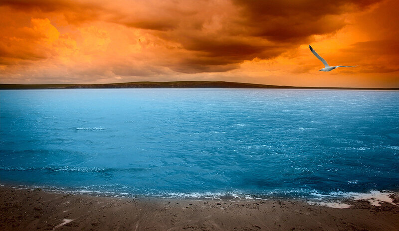 Seagull Flying over Sea — Orange