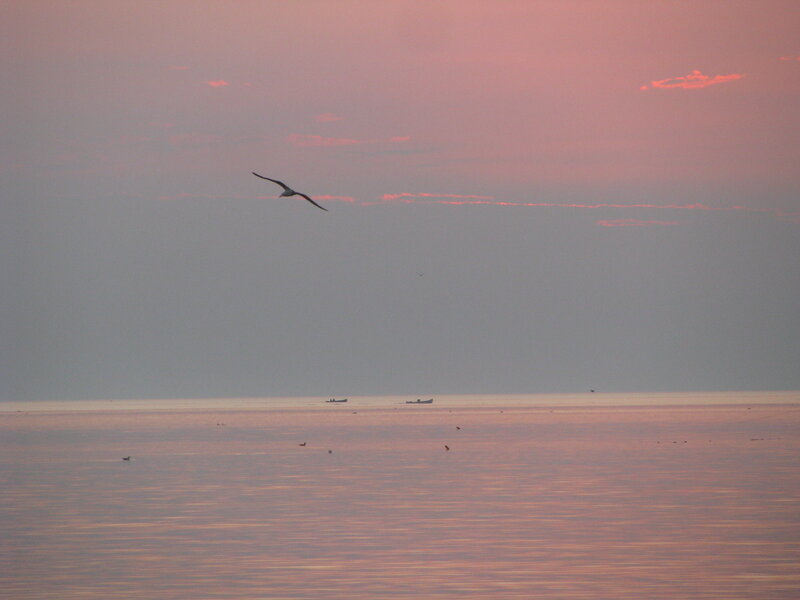 Seagull Flying over Sea — Pink