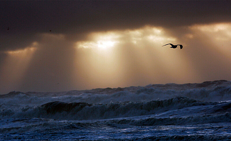 Seagull flying over stormy sea