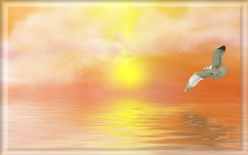 Seagull flying over sunset