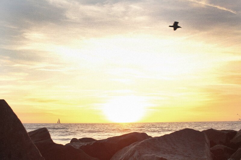 Seagull flying over sunset