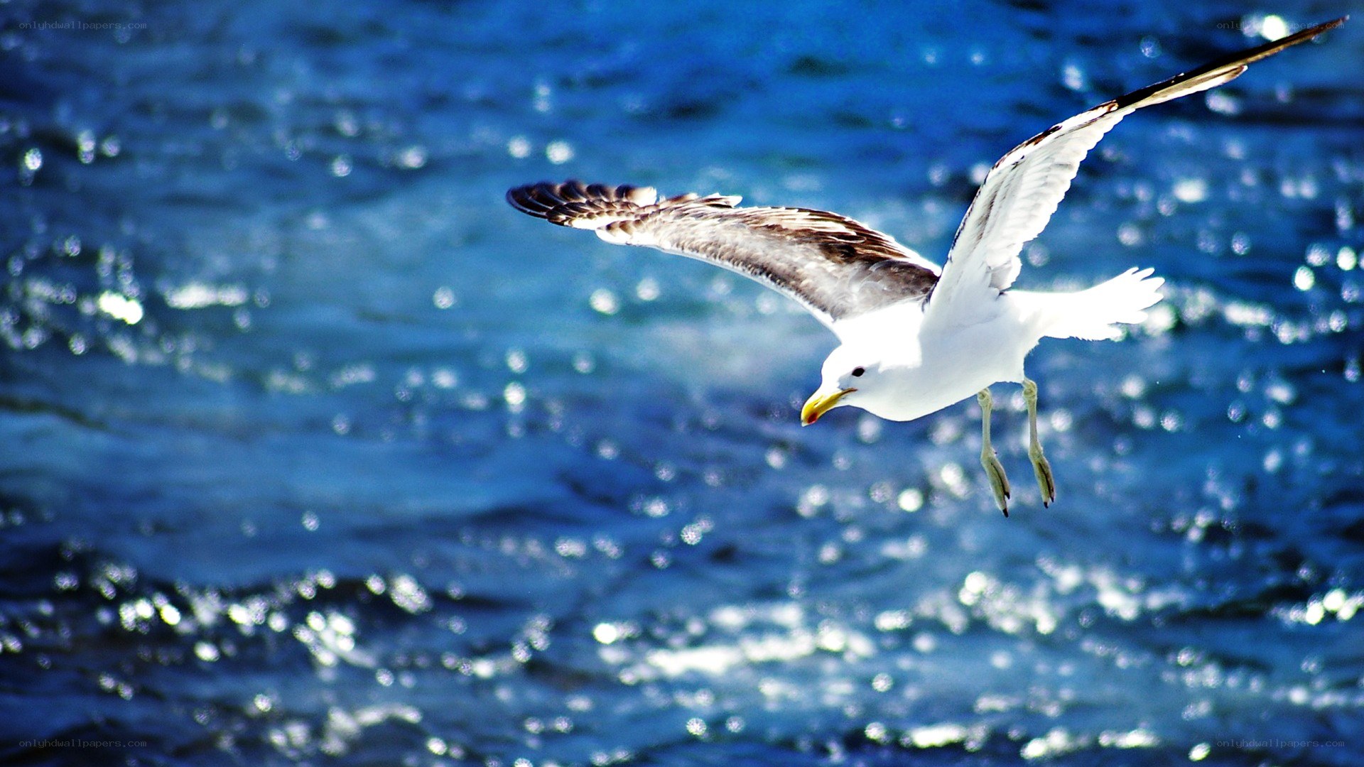 Seagull flying over the ocean