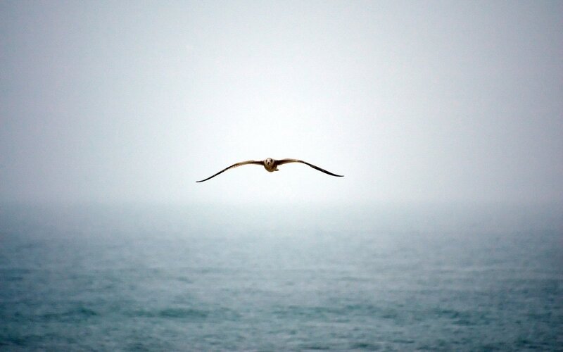 seagull flying over the ocean