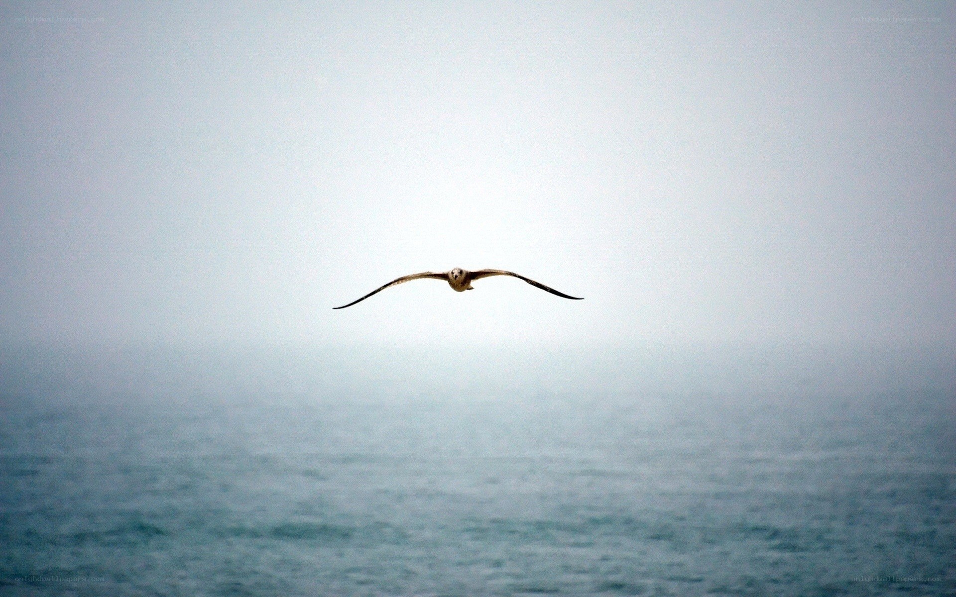 seagull flying over the ocean