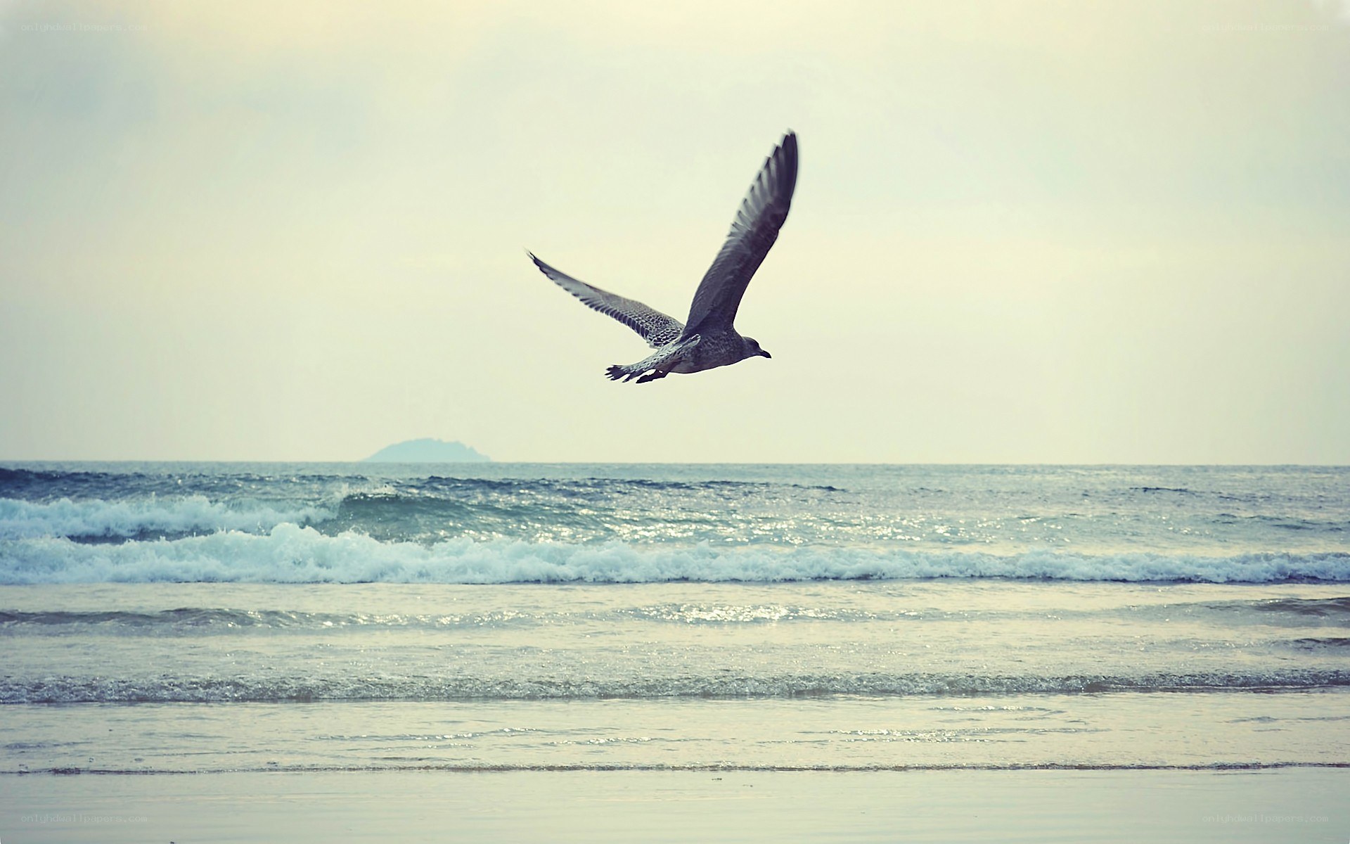 Seagull flying over the ocean