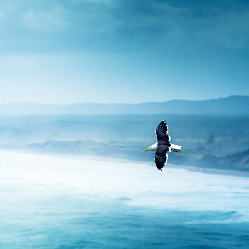 Seagull flying over the ocean