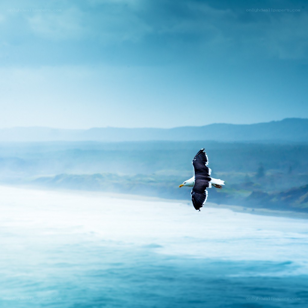 Seagull flying over the ocean