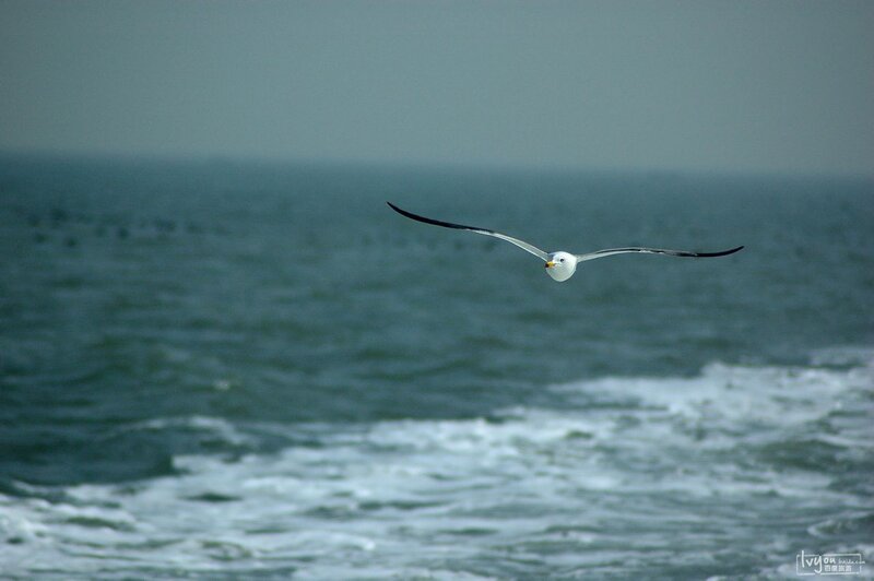 Seagull flying over the ocean
