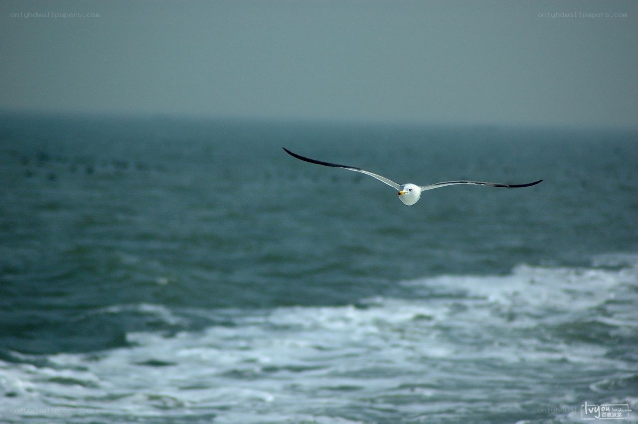 Seagull flying over the ocean