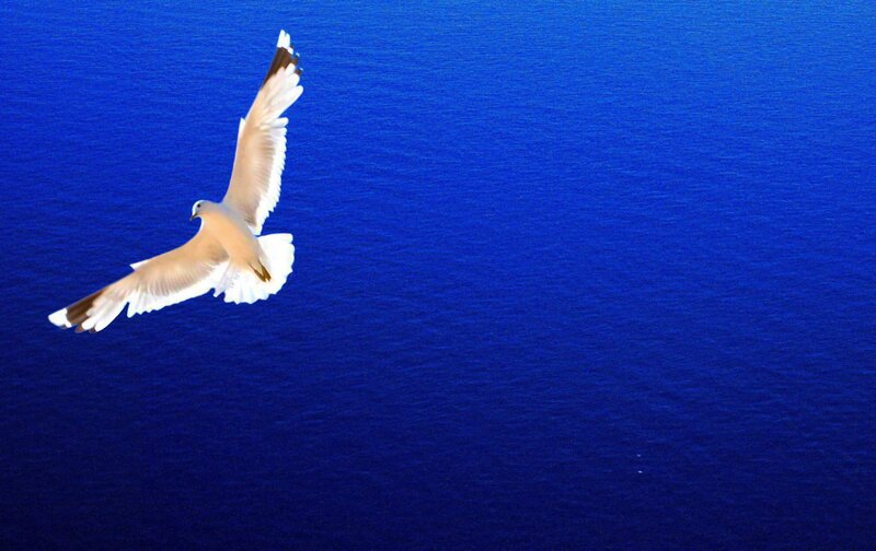 Seagull flying over the ocean
