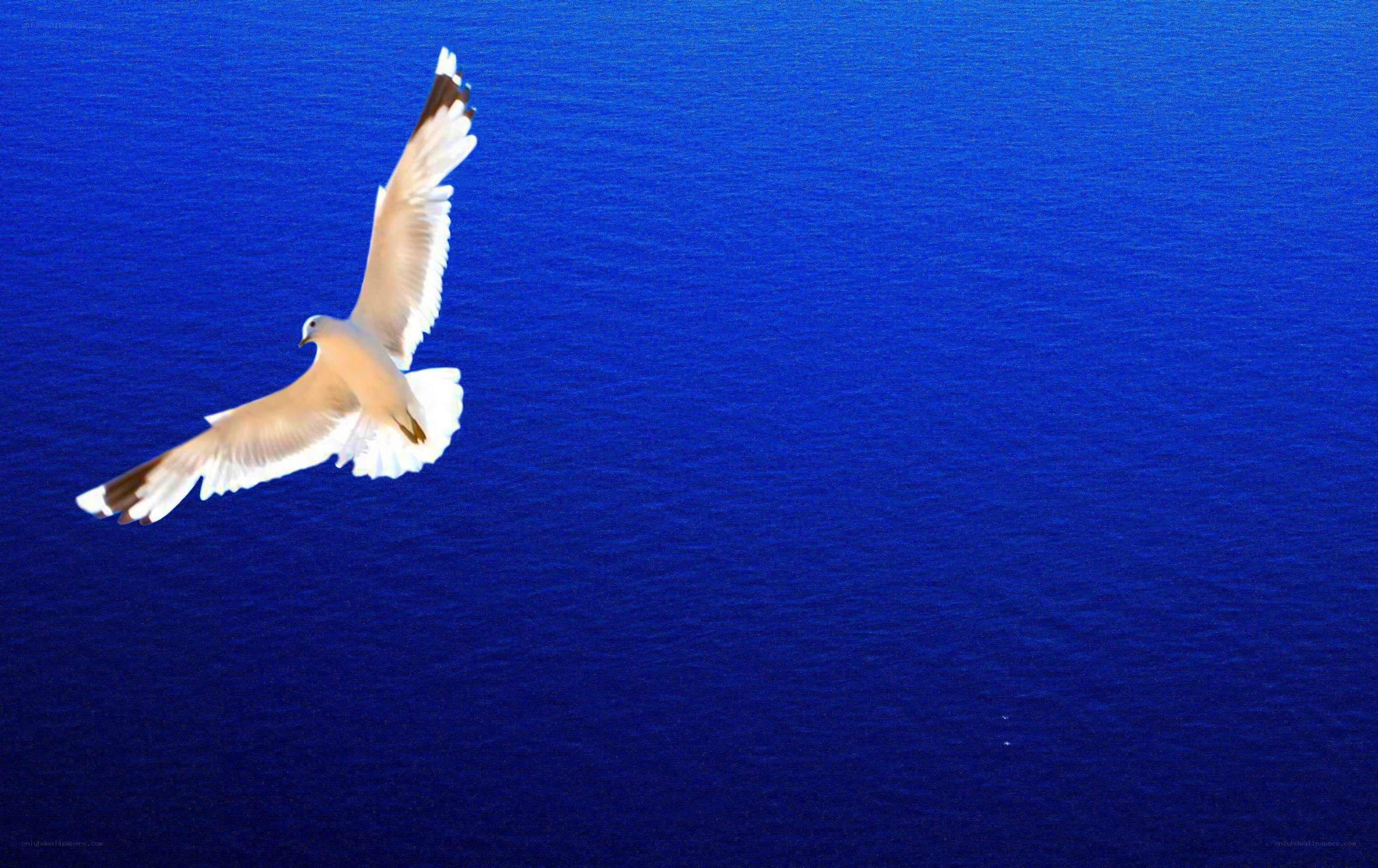 Seagull flying over the ocean