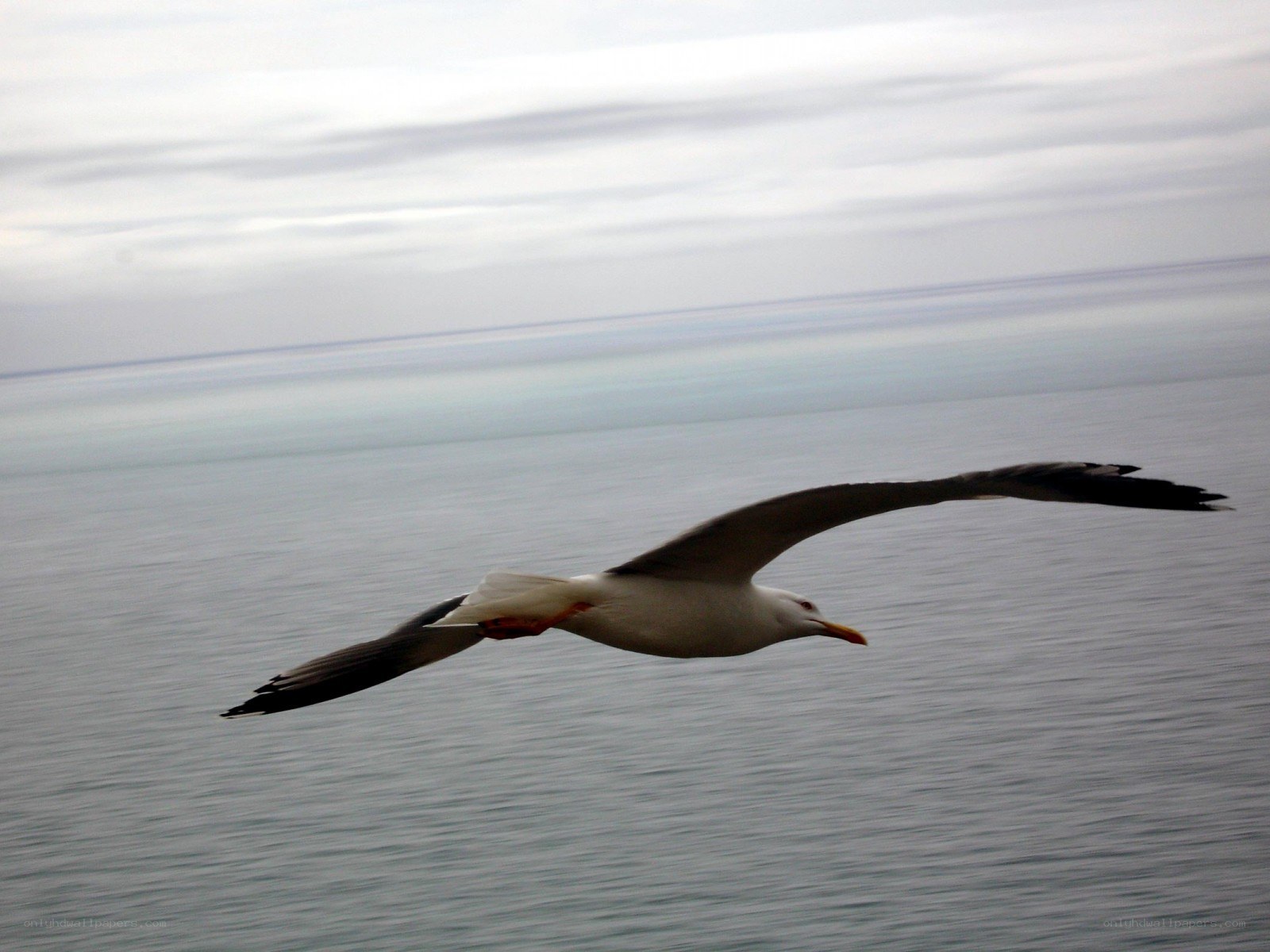 seagull flying over the ocean