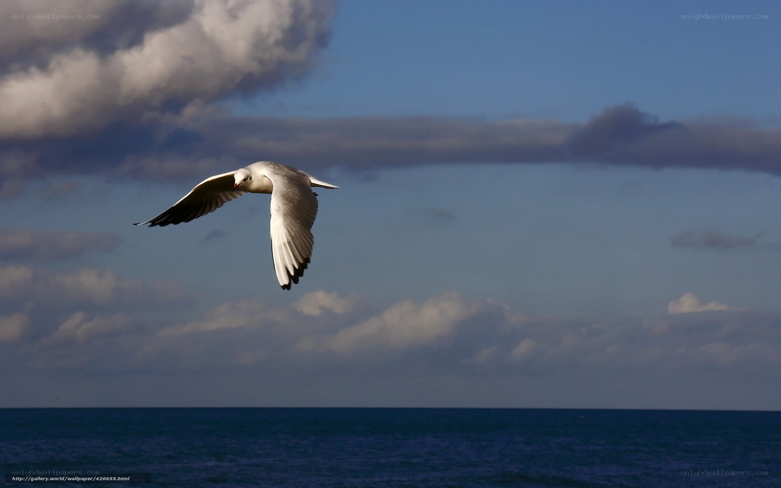 Seagull flying over the ocean