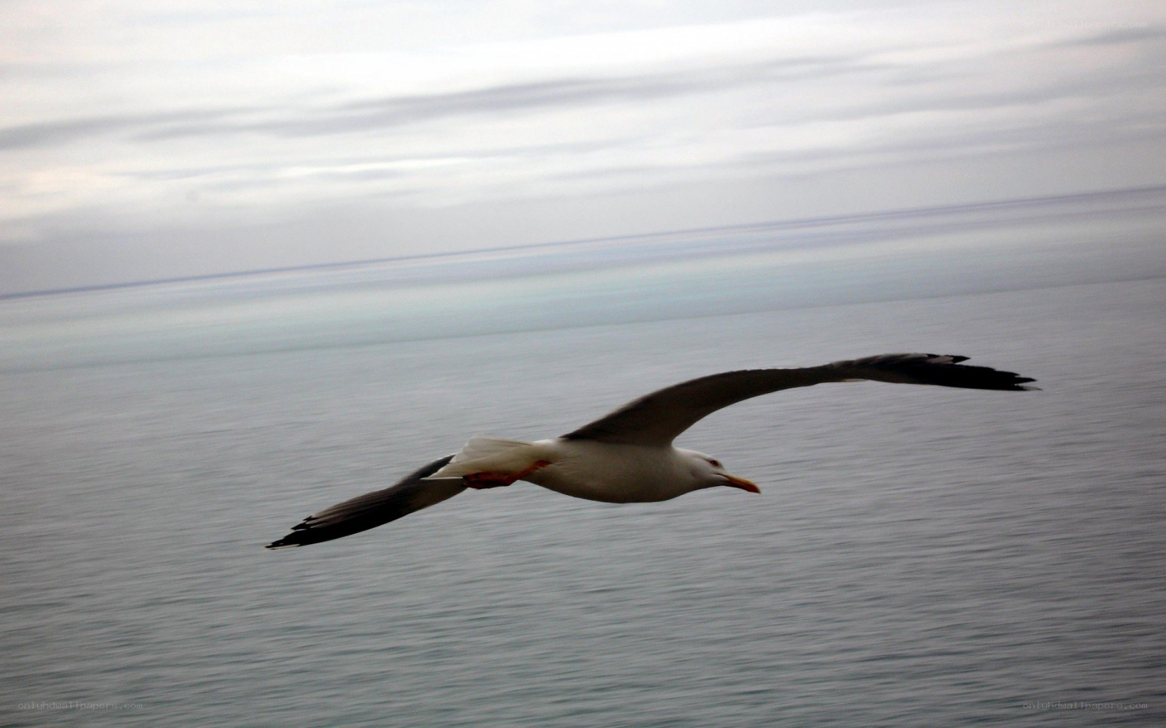 seagull flying over the ocean