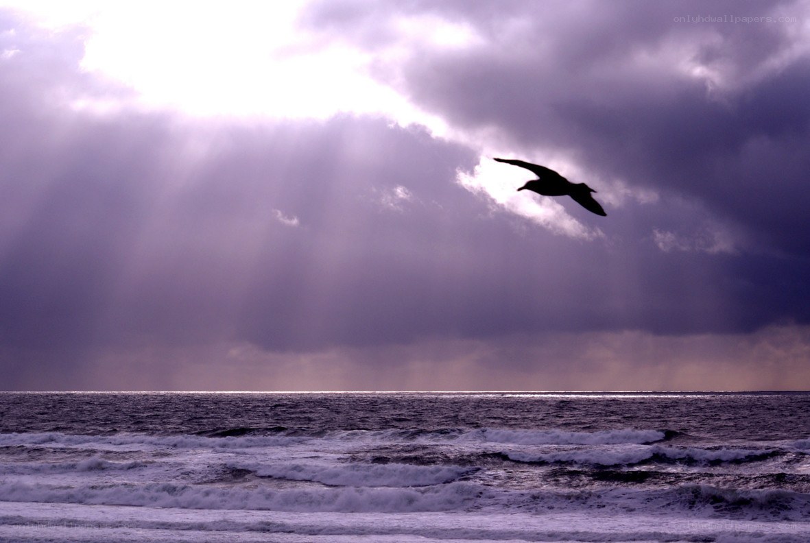 Seagull flying over the ocean